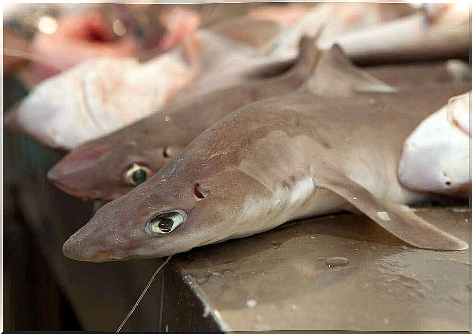 dogfish