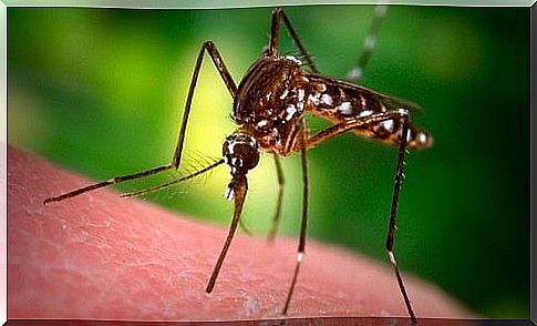 7 herbs to repel mosquitoes naturally