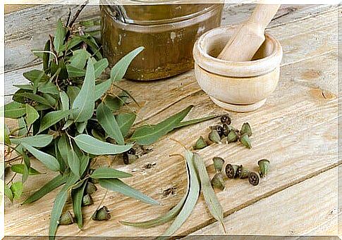 Eucalyptus against Mosquitoes