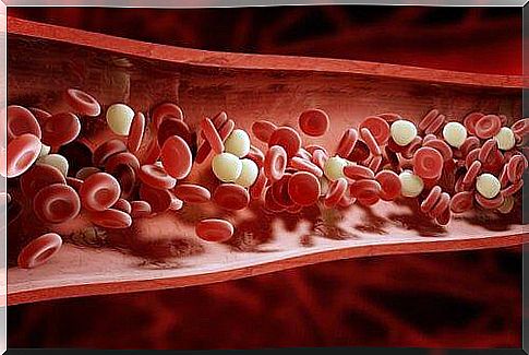 Blood circulation through cassava