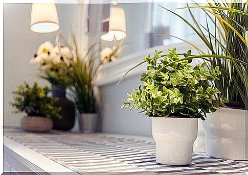 9 tips for taking care of houseplants