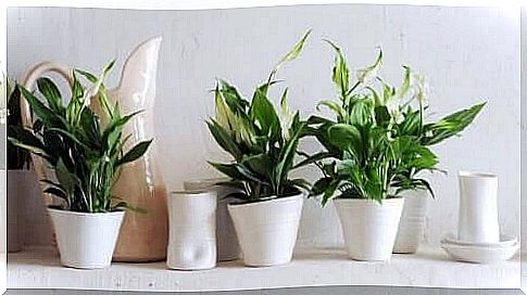 Houseplants in a row