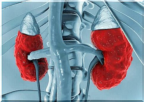 Kidneys shown in red