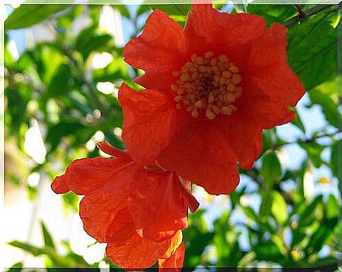 pomegranate flower