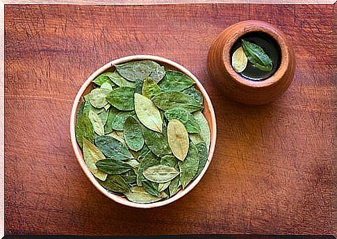 Coca leaf tea: the surprising benefits