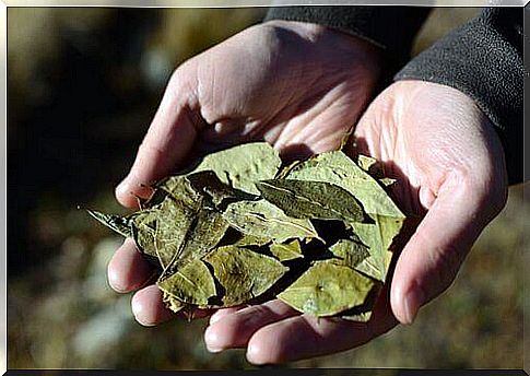 Coca leaf tea