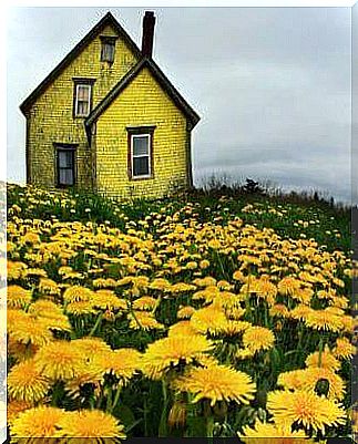 Convict house dandelions