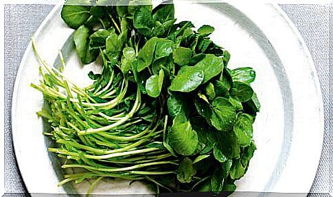 Watercress on a plate