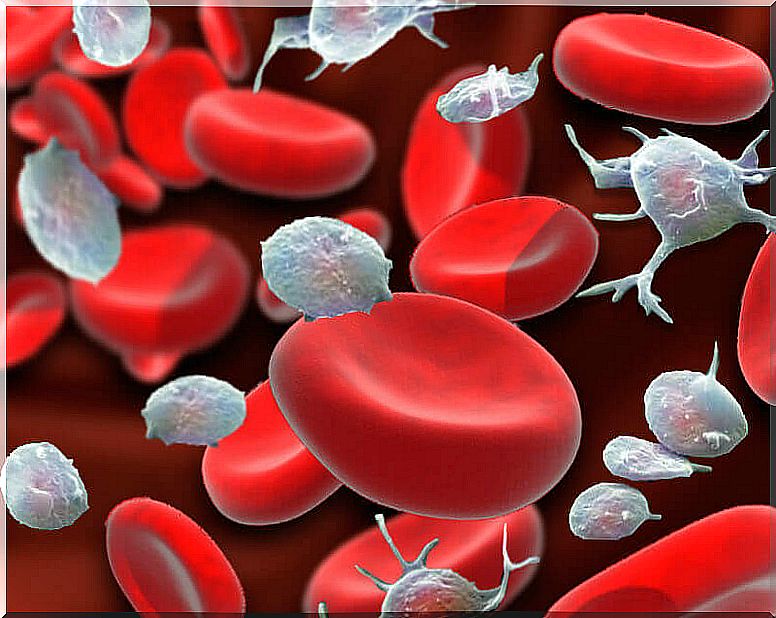 Healthy blood cells