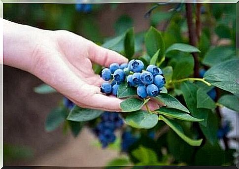 How can you grow blueberries at home?