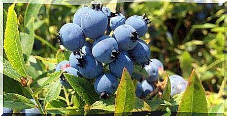 Special care for your blueberry bush