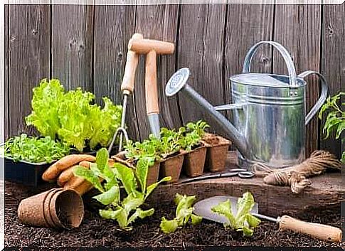 What garden tools do you need for a city garden