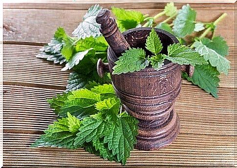 Treating Bronchitis With Nettle