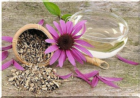 Echinacea for tendonitis