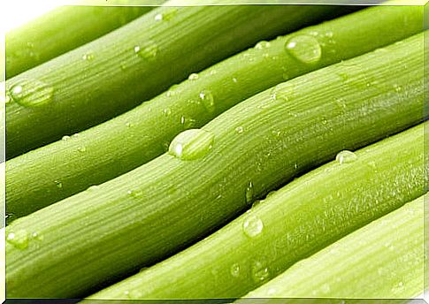 Lose Weight With Celery