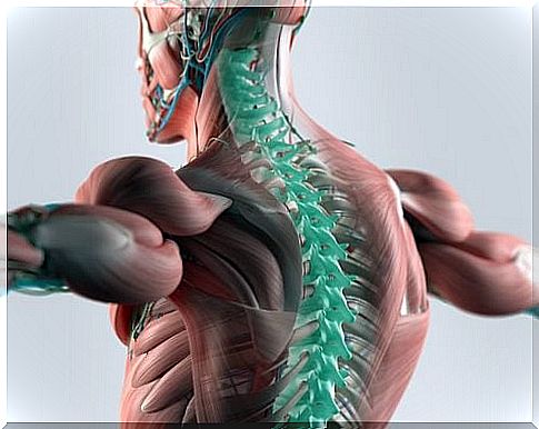 New research shows that microfibers can reconstruct the spine