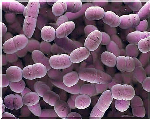 Enlargement of Streptococci