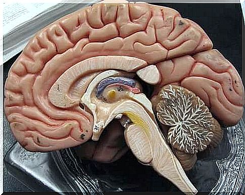 Brain Replica