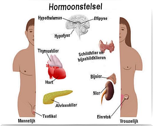 The Endocrine System