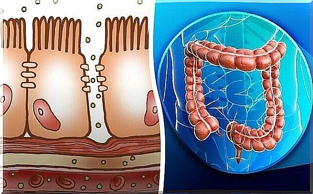 Physiology of the colon such as the excretion