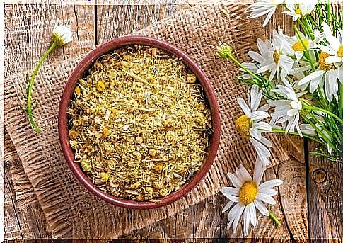 chamomile