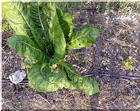 Swiss chard