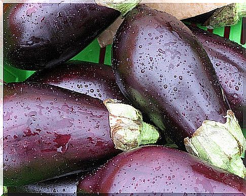 eggplant